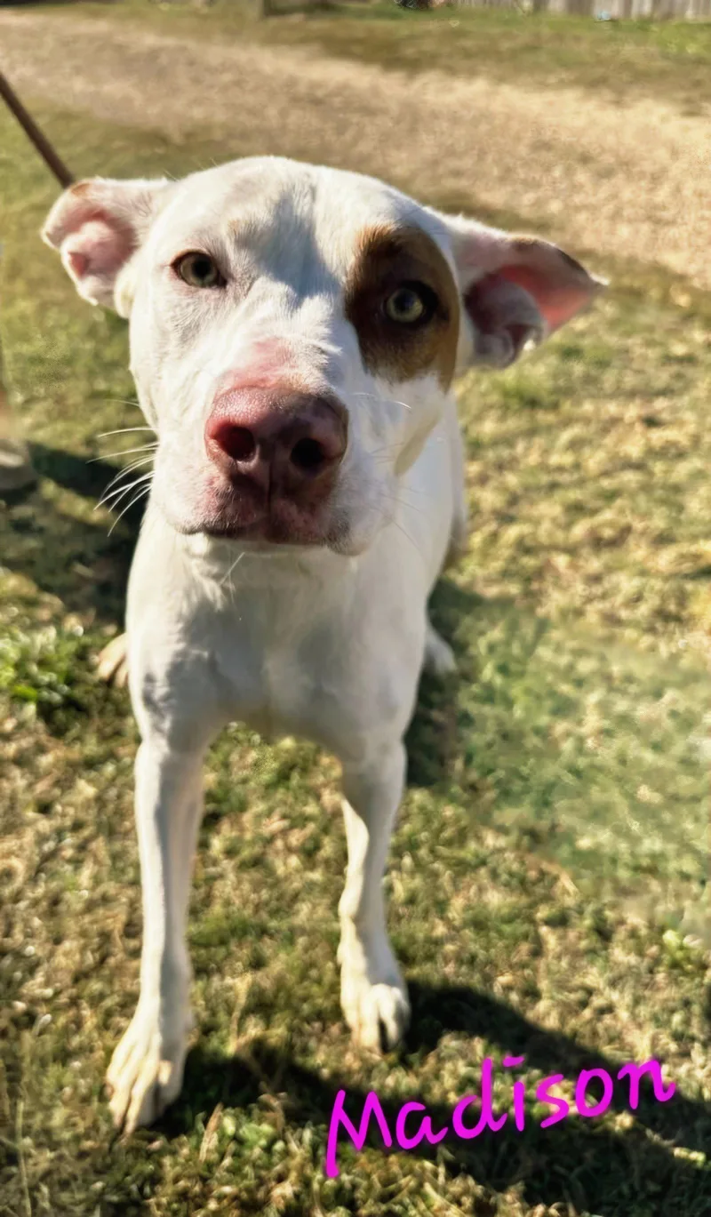 A young medium-sized female American Staffordshire Terrier dog named Madison for adoption in Jackson, MS