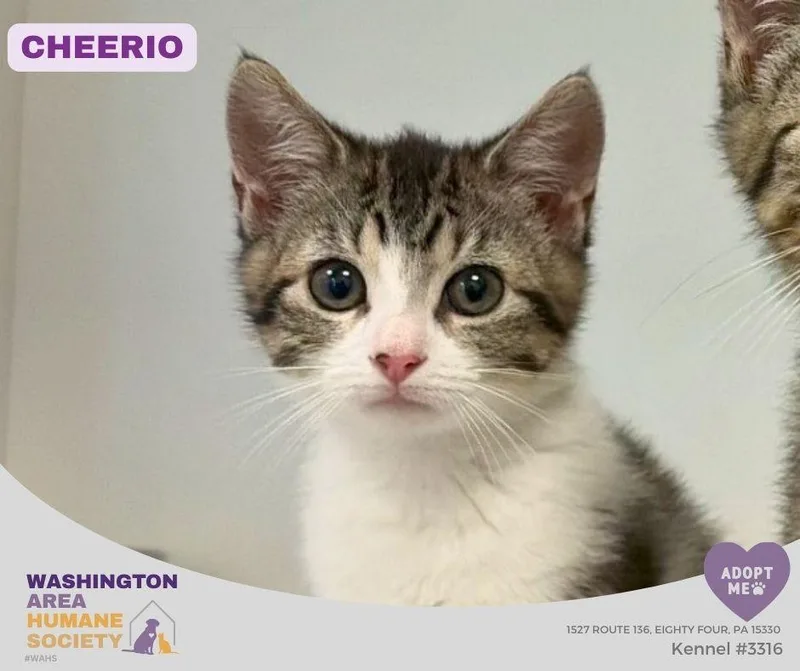 A baby small-sized female Tabby (Brown / Chocolate) Domestic Short Hair cat named Cheerio for adoption in Eighty Four, PA