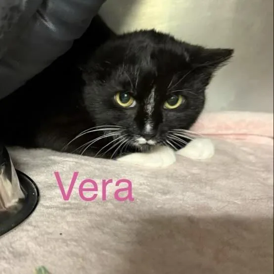 A young small-sized female Domestic Short Hair cat named Vera for adoption in Richmond, IN