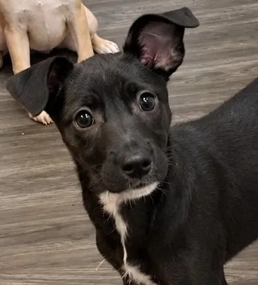 A baby small-sized female Chihuahua dog named Pinto for adoption in Kodiak, AK