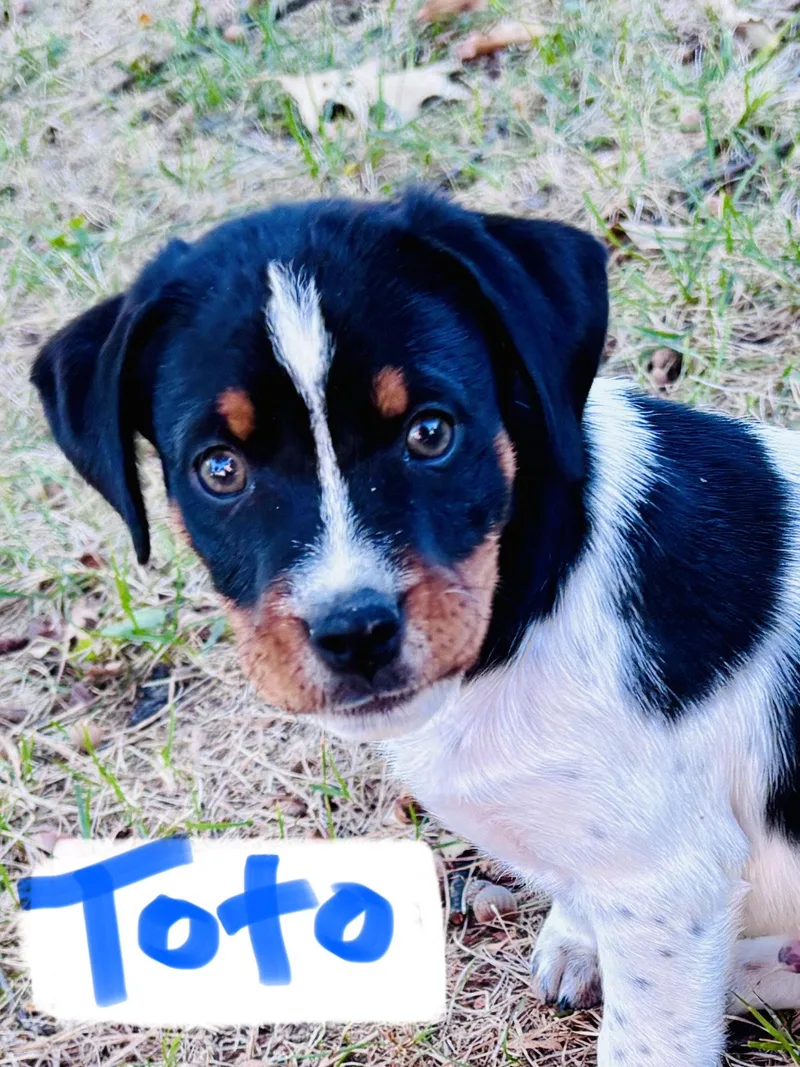 A baby medium-sized male Hound dog named Toto for adoption in Barnhart, MO