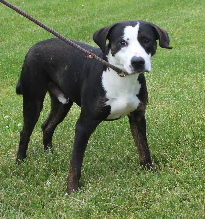 A young medium-sized male White / Cream Pit Bull Terrier dog named Toast for adoption in Heath, OH