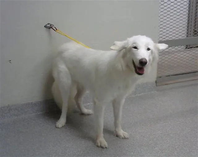 A young large-sized female Alaskan Malamute dog named Deeohgee for adoption in Pasadena, TX