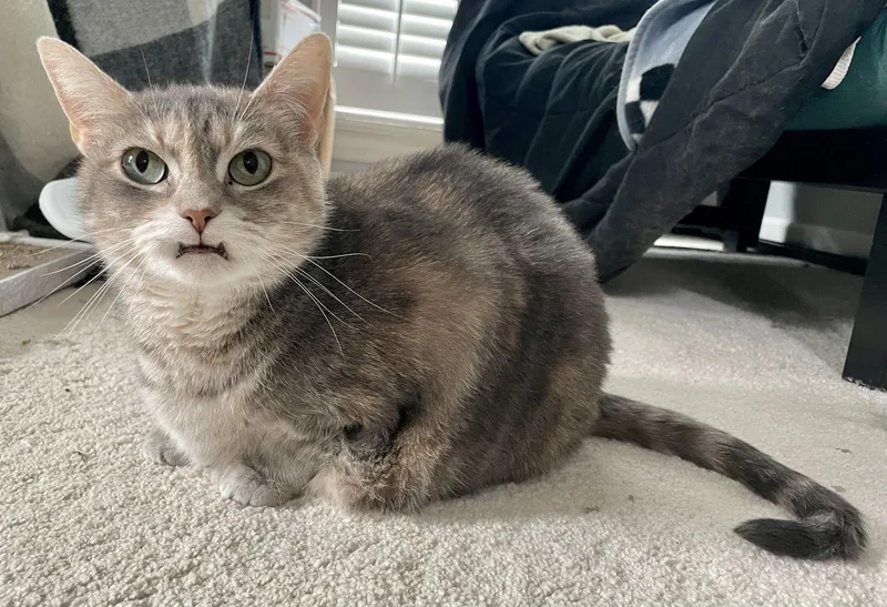 Cleopatra thumbnail 2