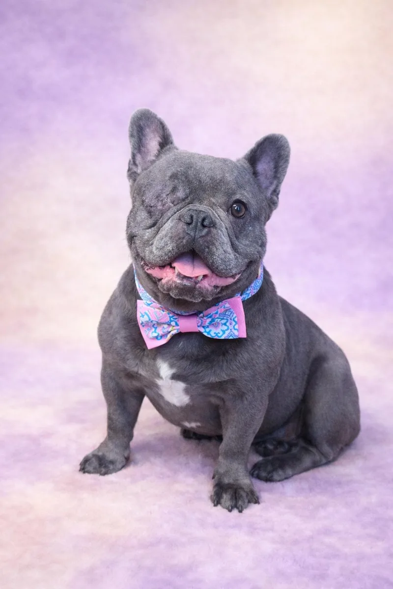 An adult small-sized female Gray / Blue / Silver French Bulldog dog named Desiree for adoption in San Pedro, CA
