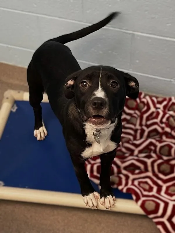 A baby medium-sized female Labrador Retriever dog named Dottie for adoption in Roanoke, VA
