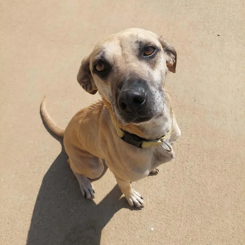 An adult medium-sized female Yellow / Tan / Blond / Fawn Mixed Breed dog named Dolly for adoption in Corydon, IN