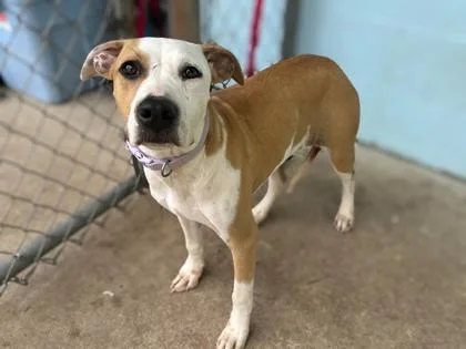 An adult medium-sized female Terrier dog named Dulce for adoption in Gainesville, FL