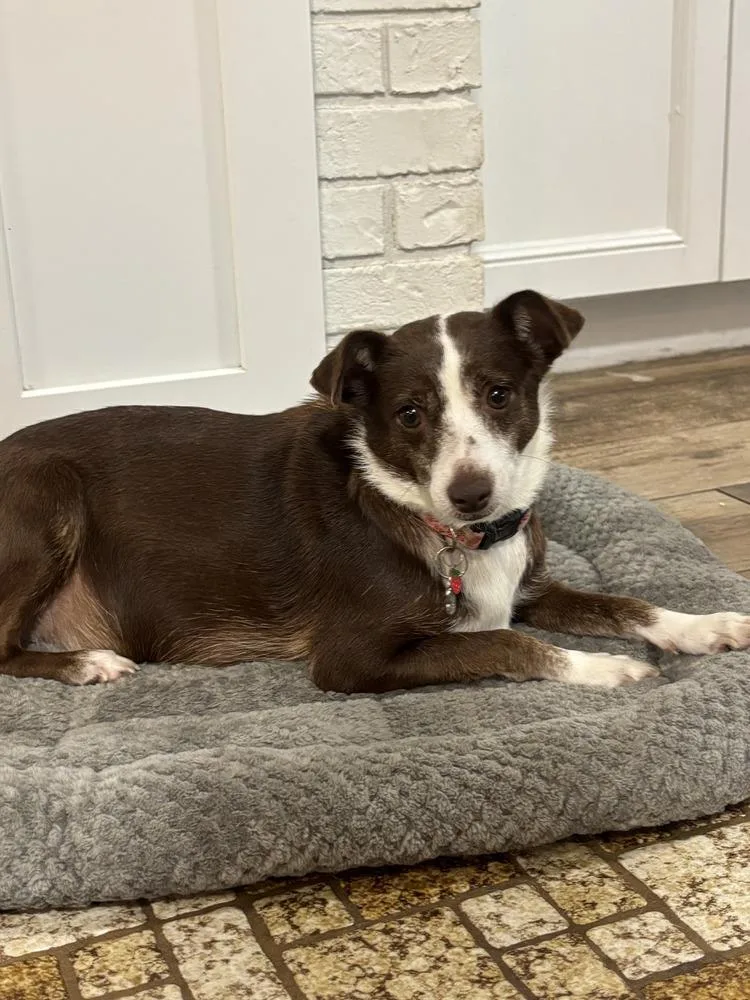 An adult small-sized female Terrier dog named Nya for adoption in Lakeland, FL
