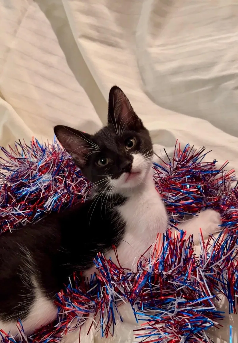 A baby medium-sized male Black & White / Tuxedo Domestic Short Hair cat named Zephyr for adoption in Orlando, FL