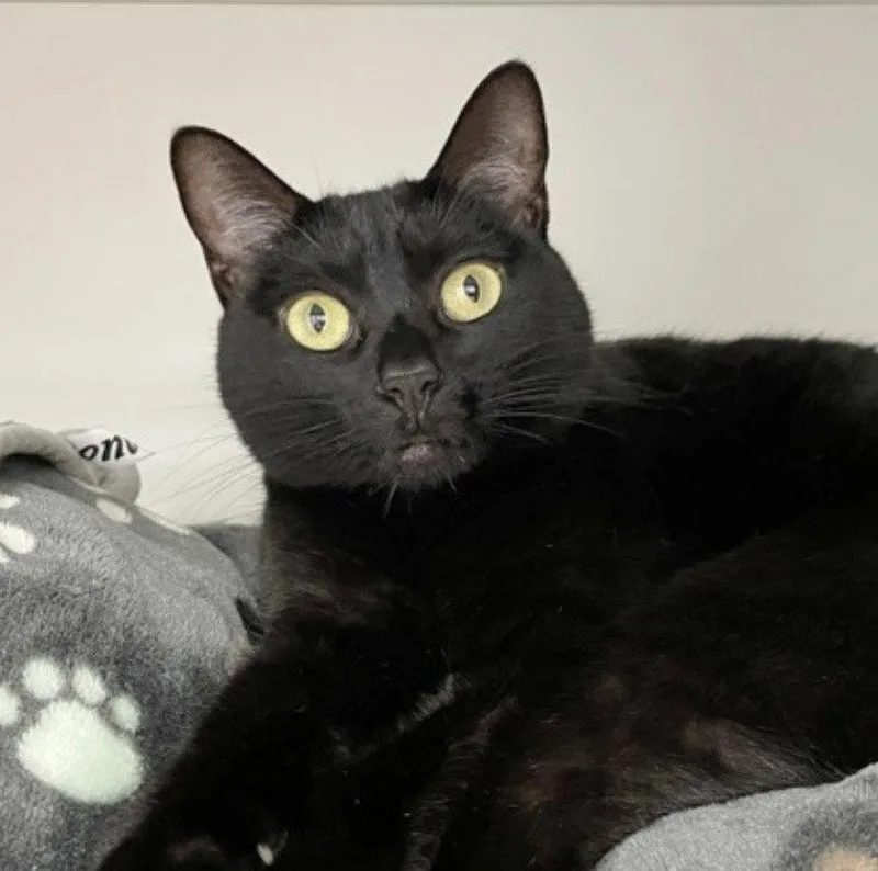 An adult medium-sized female Black Domestic Short Hair cat named Birdy Lew for adoption in Wheaton, IL