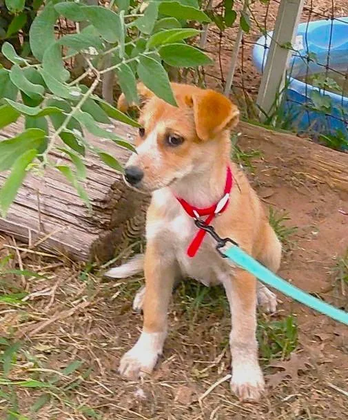 A baby medium-sized female Golden Border Collie dog named Jasmine for adoption in San Antonio, TX