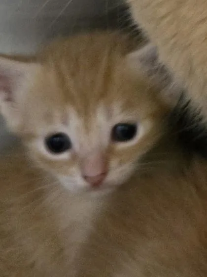A baby small-sized male Domestic Short Hair cat named Nelson for adoption in Gainesville, FL