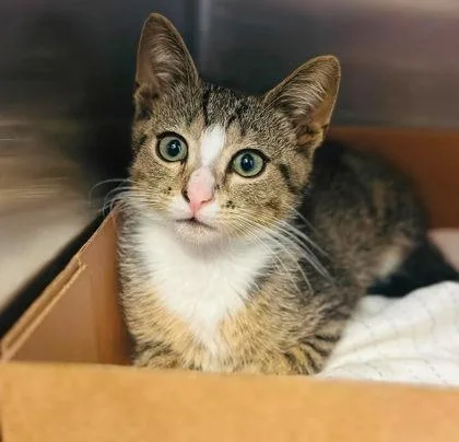 A baby small-sized male Domestic Short Hair cat named Orpington for adoption in West Chester, PA