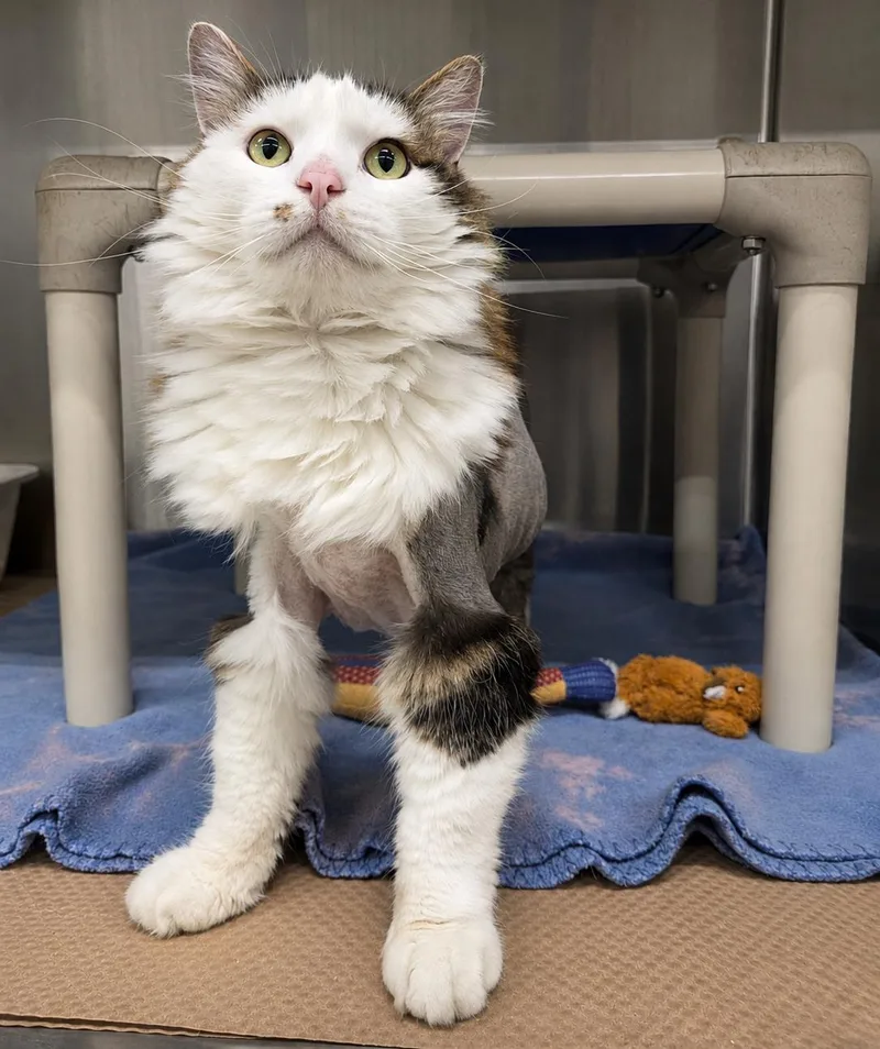 A senior large-sized male Domestic Long Hair cat named Chi Chi Smalls for adoption in Nevada, IA