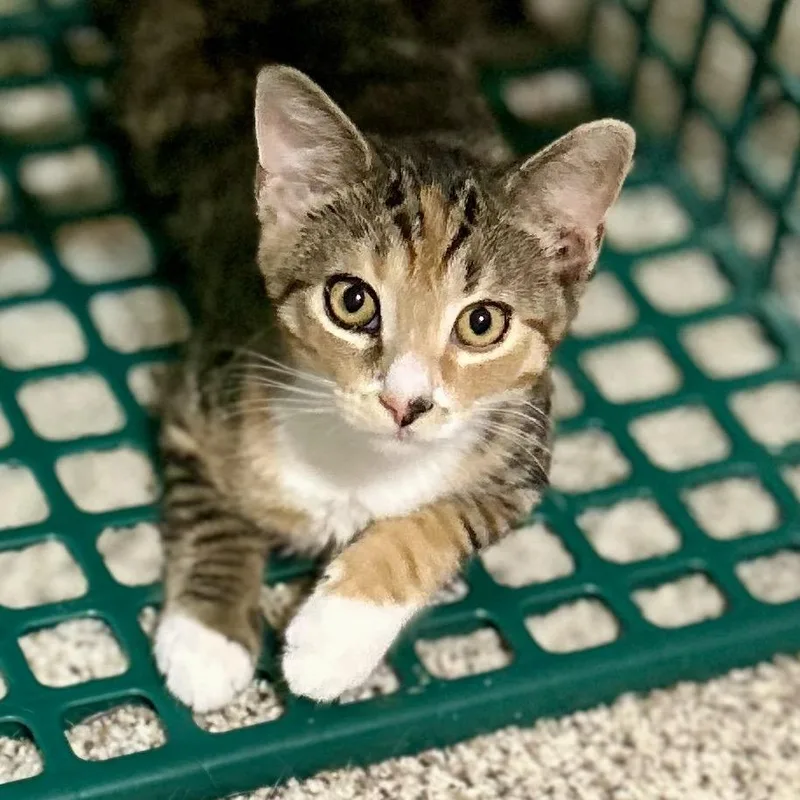 A young small-sized female Calico Domestic Short Hair cat named Lacy for adoption in Philadelphia, PA