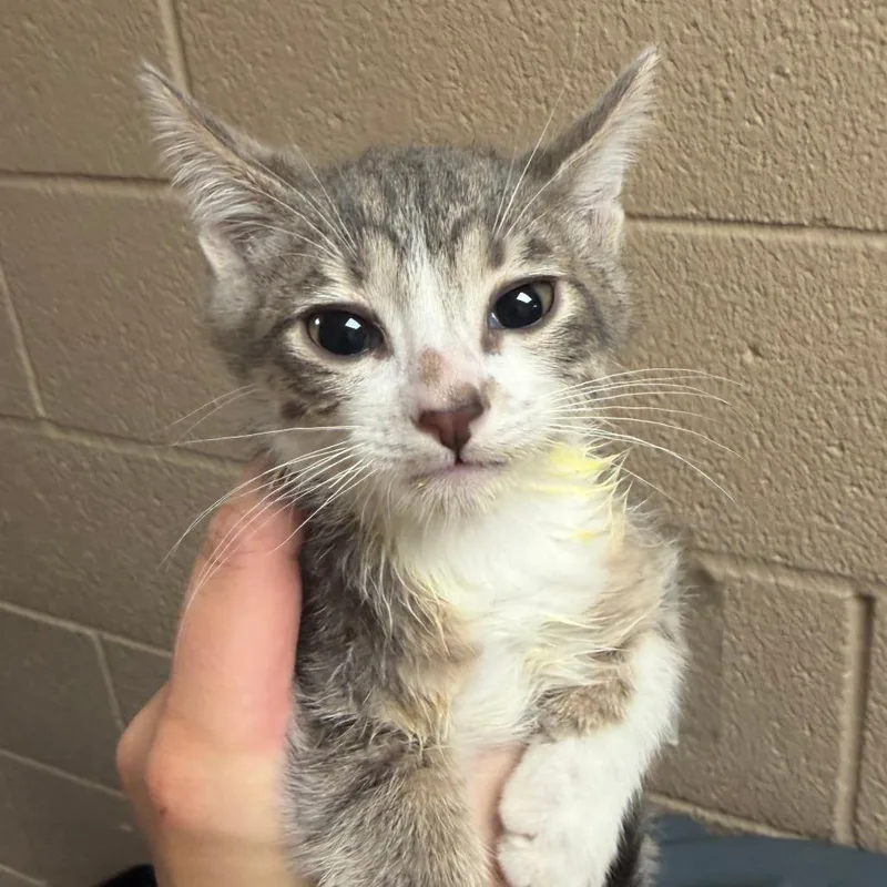 A baby small-sized male Gray / Blue / Silver Domestic Short Hair cat named Dodger for adoption in Stillwater, OK