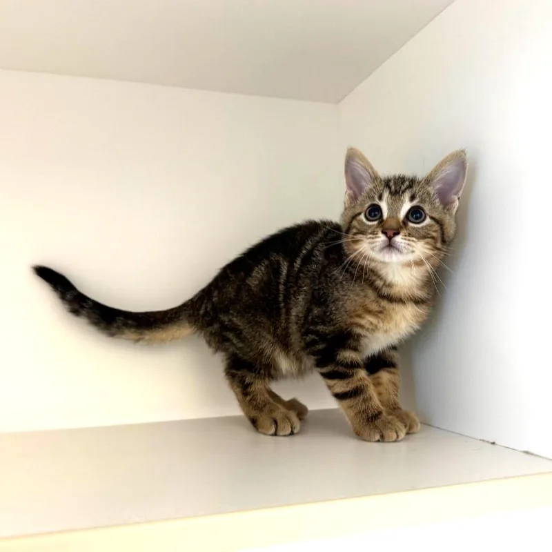 A baby small-sized male Brown / Chocolate Domestic Short Hair cat named Ruler for adoption in League City, TX