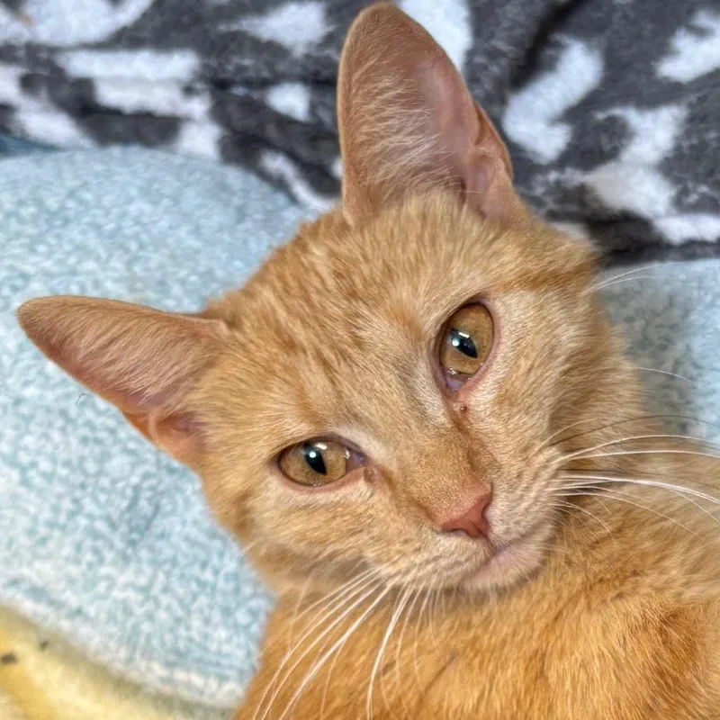 An adult medium-sized female Orange / Red Domestic Short Hair cat named Buttercup for adoption in Naperville, IL
