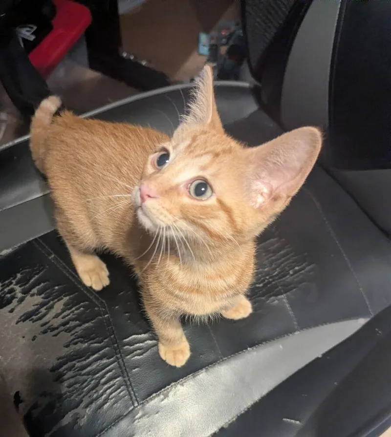 A baby small-sized male Tabby (Orange / Red) Domestic Short Hair cat named Giamatti for adoption in Plymouth, MI