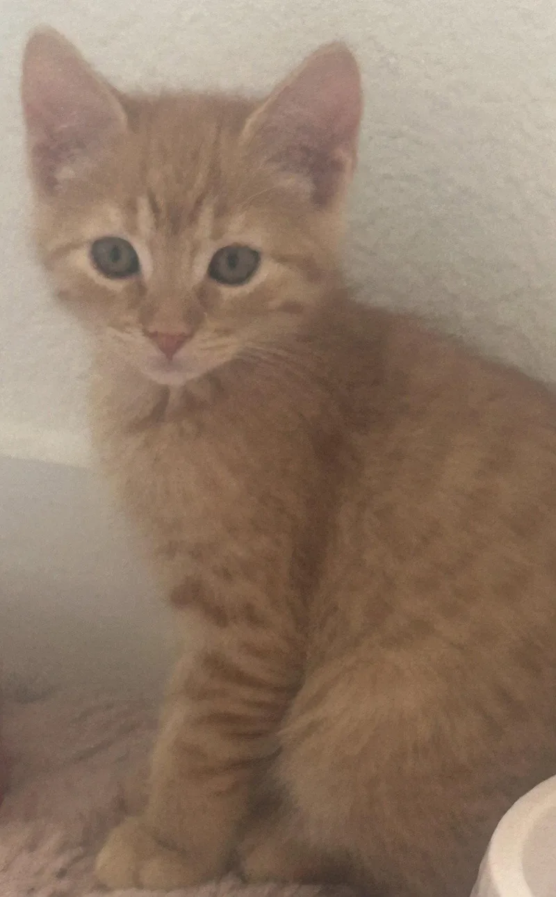 A baby medium-sized male Orange / Red Domestic Short Hair cat named Fishy for adoption in Irving, TX