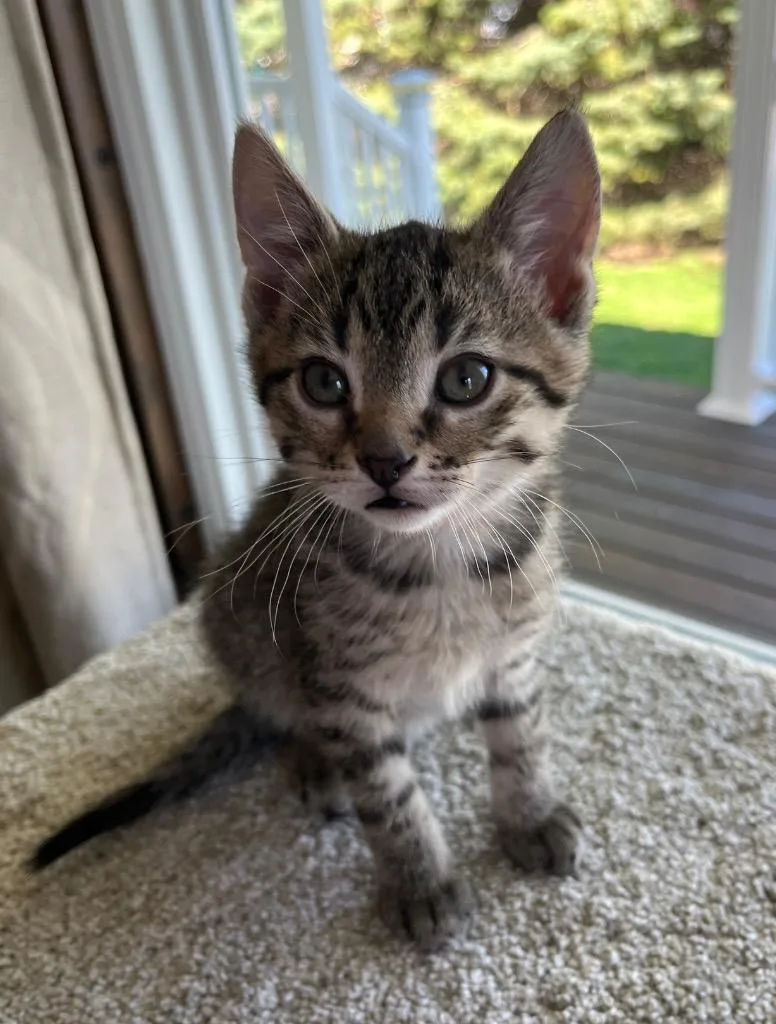 A baby small-sized male Domestic Short Hair cat named Bobby for adoption in Fond Du Lac, WI