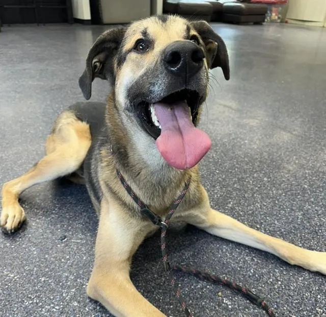 An adult large-sized male German Shepherd Dog dog named Tim for adoption in Anchorage, AK