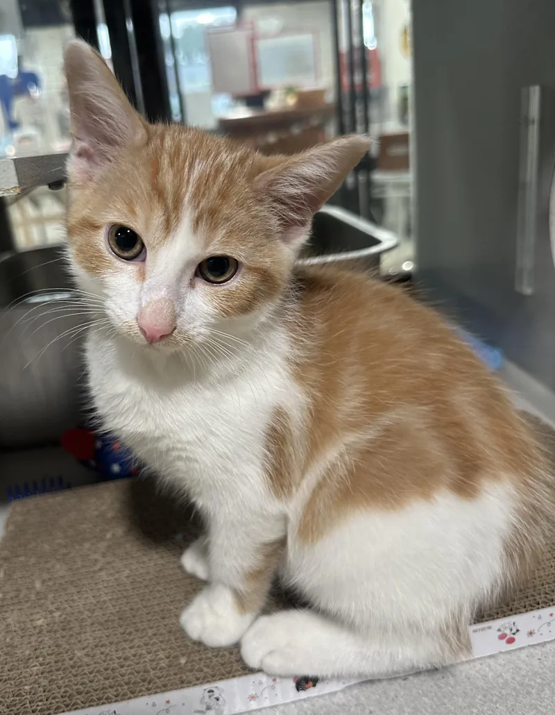 A young small-sized male Orange & White Domestic Short Hair cat named Ginger Bread for adoption in Webster City, IA