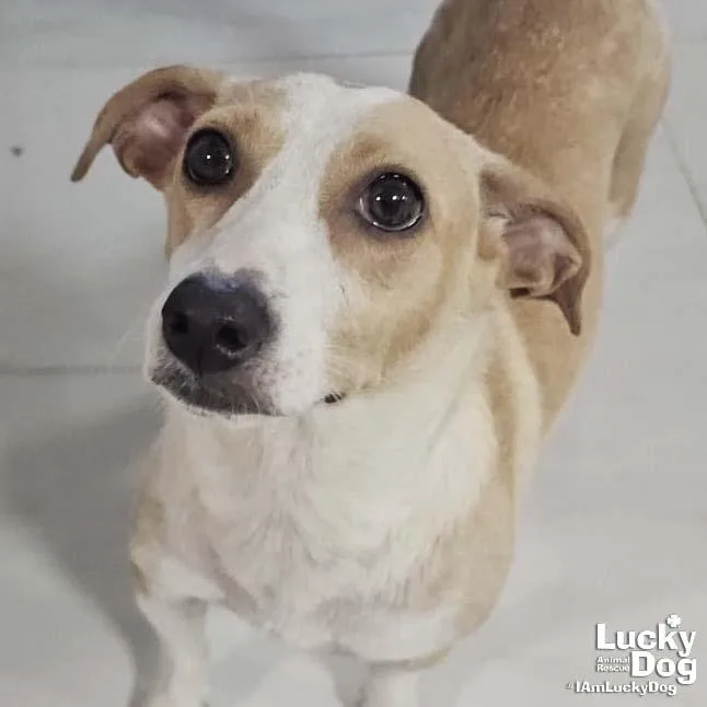 A young small-sized female Labrador Retriever dog named Dana for adoption in Washington, DC