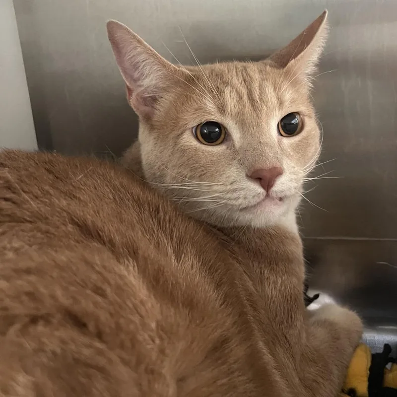 A young extra large-sized male Domestic Short Hair cat named Gerald for adoption in Los Angeles, CA