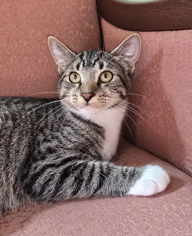 A baby medium-sized female Tabby (Brown / Chocolate) Domestic Short Hair cat named Anna for adoption in Wilmington, NC