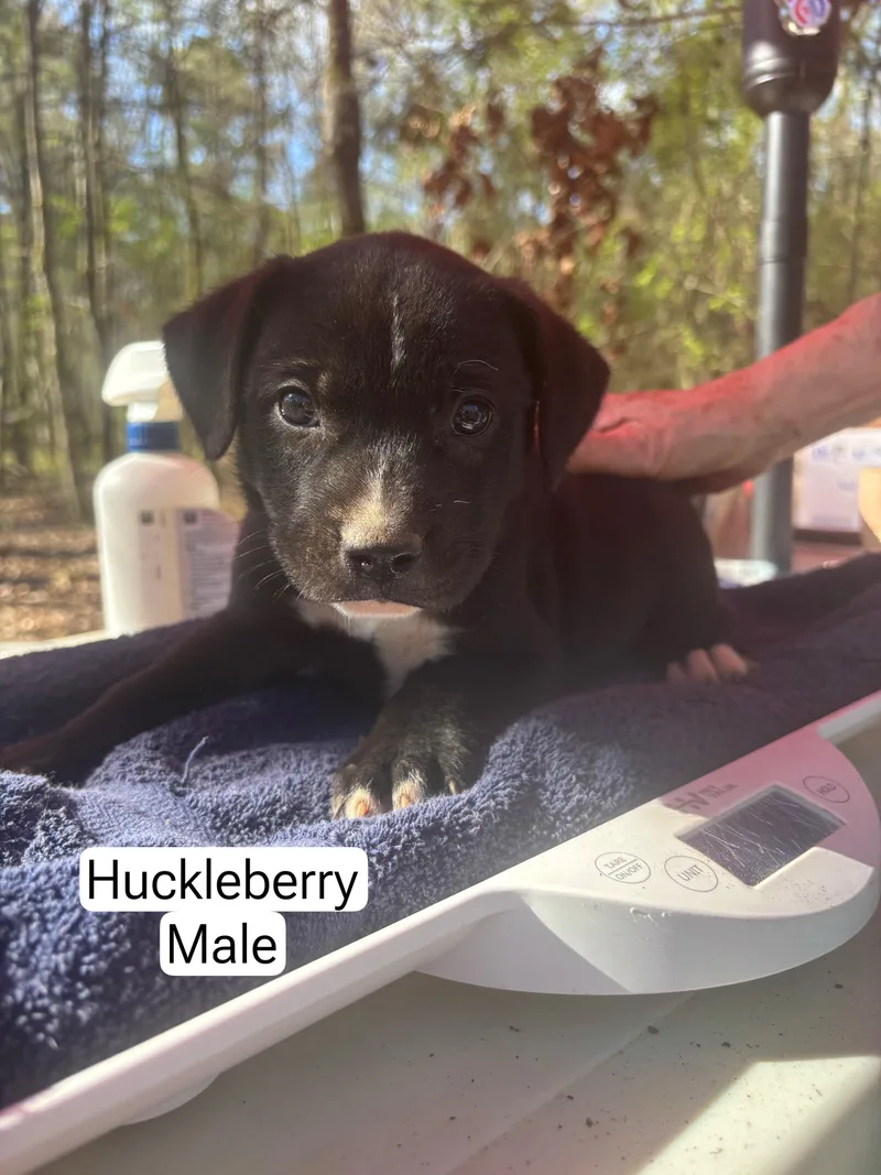 Huckleberry