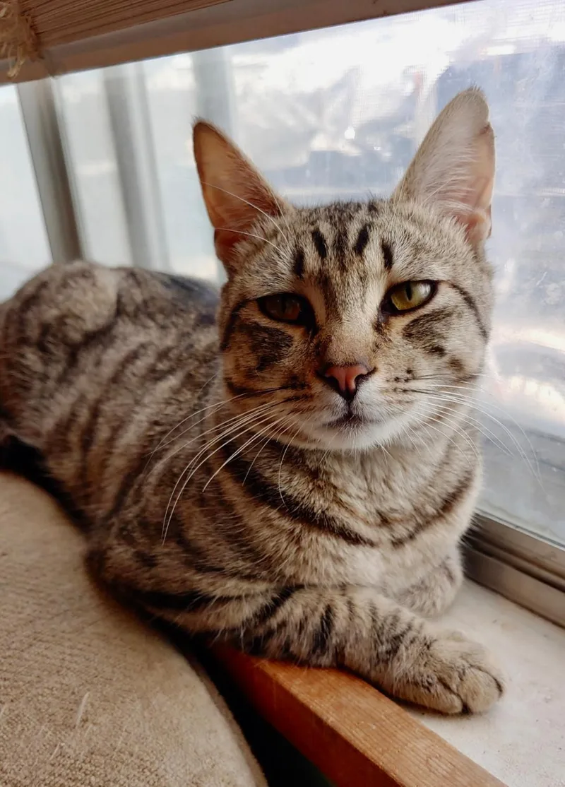 An adult medium-sized male Tabby (Brown / Chocolate) Domestic Short Hair cat named Franklin for adoption in Pasco, WA