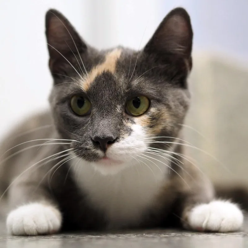 A young small-sized female Calico Domestic Short Hair cat named Lady Godiva for adoption in Falls Church, VA