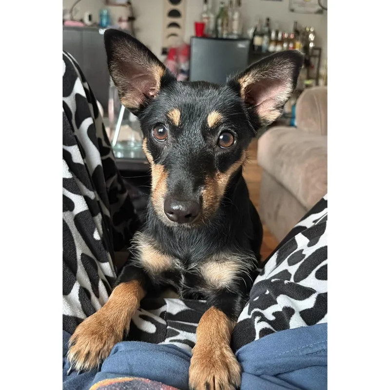 A young small-sized female Black Chihuahua dog named Pepper for adoption in Boulder, CO