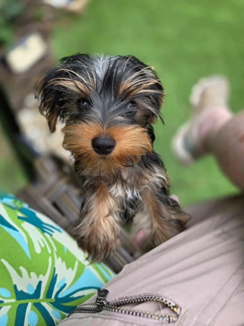 A baby small-sized male Yorkshire Terrier dog named All Star Jhoan for adoption in Havertown, PA
