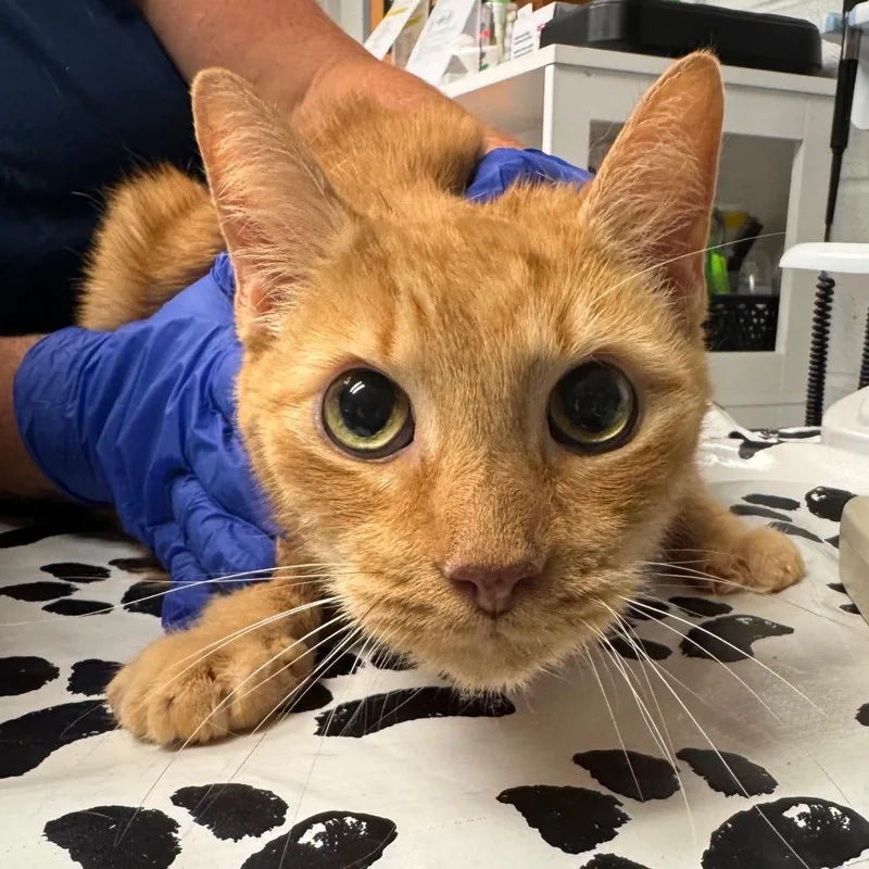 A senior large-sized male Orange / Red Domestic Short Hair cat named Cinnamon for adoption in Birdsboro, PA