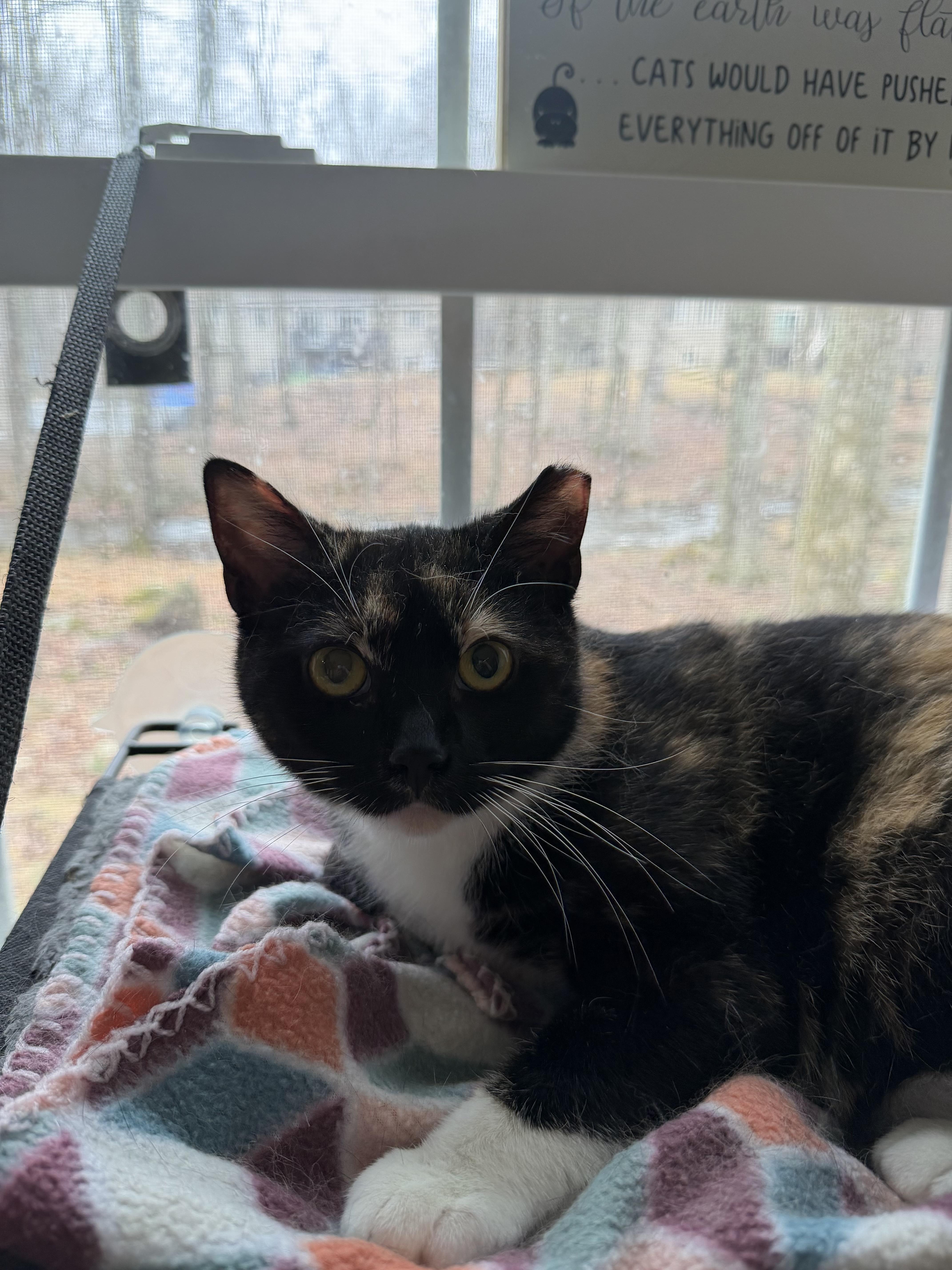A baby medium-sized female Calico Calico cat named Jackie for adoption in East Stroudsburg, PA
