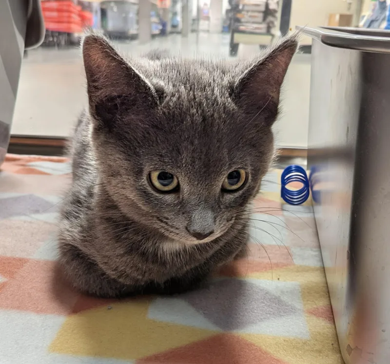 A baby small-sized female Gray / Blue / Silver Domestic Short Hair cat named Juniper for adoption in Seven Valleys, PA