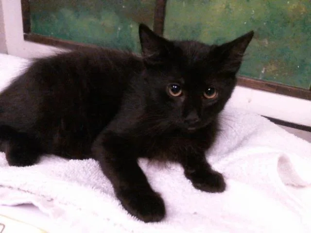 A baby small-sized male Domestic Short Hair cat named Atlas for adoption in Houston, TX