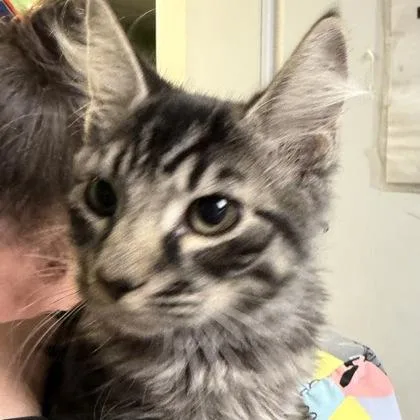 A young small-sized male Tabby (Brown / Chocolate) Domestic Medium Hair cat named Rufus for adoption in North Myrtle Beach, SC