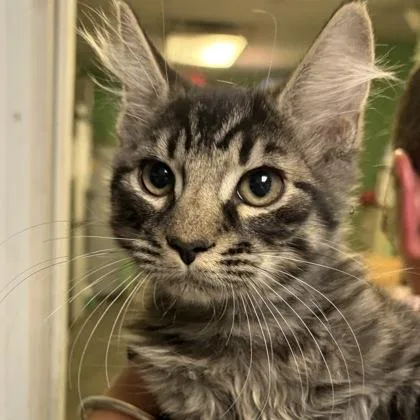 Rufus thumbnail 2