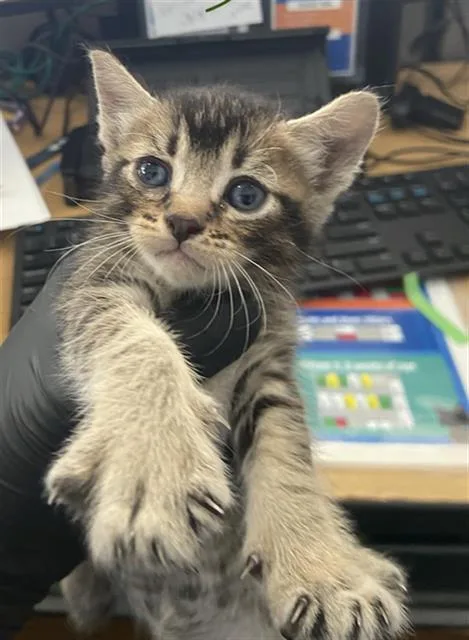 A baby medium-sized male Domestic Short Hair cat named Wybie for adoption in Dallas, TX