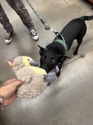 An adult medium-sized female Mixed Breed dog named Akira for adoption in El Paso, TX