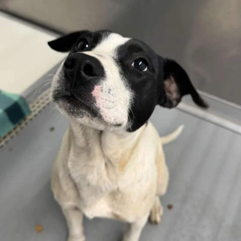 An adult medium-sized male Black Pit Bull Terrier dog named Snoopy for adoption in Rocky Mount, VA
