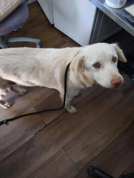 A senior medium-sized female Labrador Retriever dog named Greta for adoption in Cleveland, TN