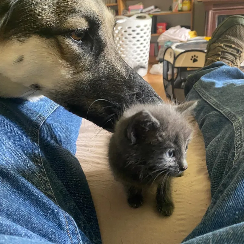 A baby small-sized female Gray / Blue / Silver Domestic Short Hair cat named Meowly Cyrus for adoption in Chattanooga, TN