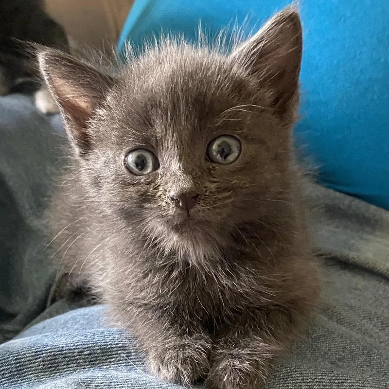 Meowly Cyrus thumbnail 2
