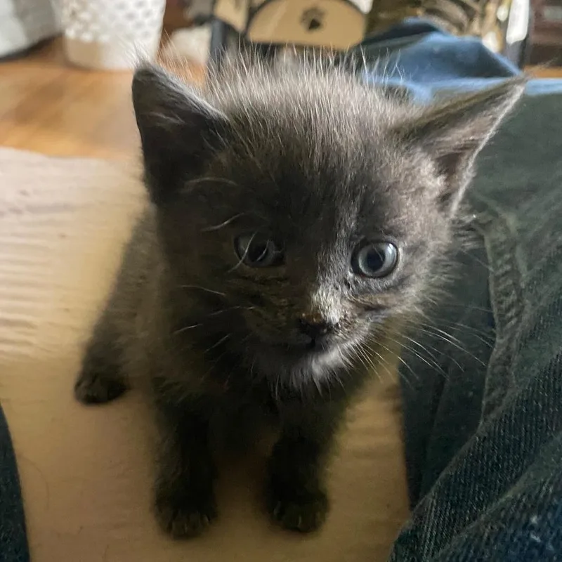 Meowly Cyrus thumbnail 3