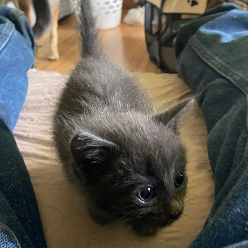 Meowly Cyrus thumbnail 4